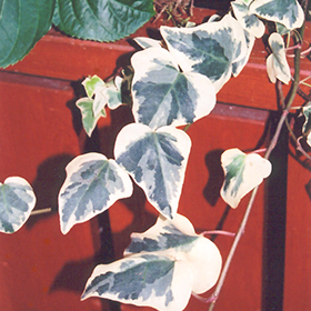 Plant Photo 2
