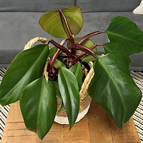 Plant Photo 9