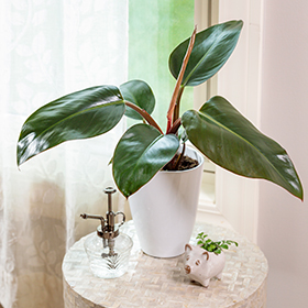 Plant Photo 1