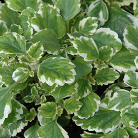 Plant Photo 8