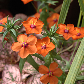 Plant Photo 6