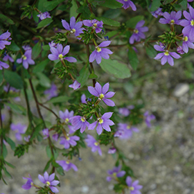 Plant Photo 2