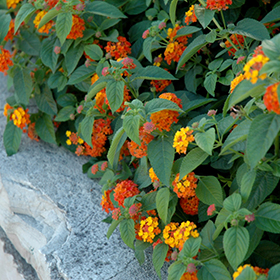 Plant Photo 3