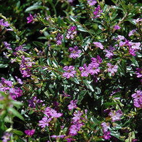 Plant Photo 5