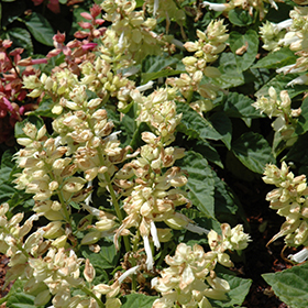 Plant Photo 5
