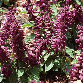 Plant Photo 2