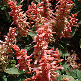 Plant Photo 4
