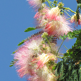 Plant Photo 5