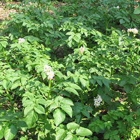 Plant Photo 8