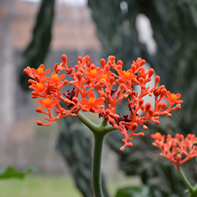 Plant Photo 8