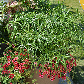 Plant Photo 10