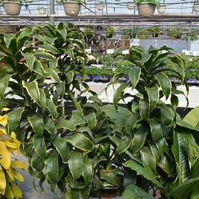 Plant Photo 1