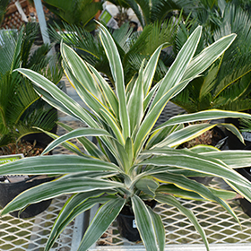 Plant Photo 10