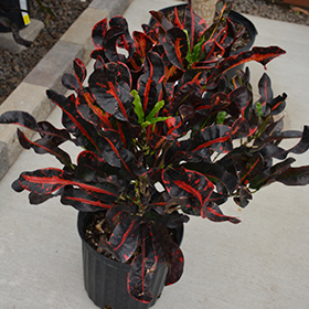 Plant Photo 8