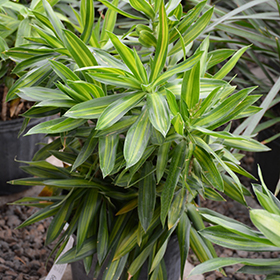 Plant Photo 4