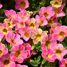 Plant Photo 3