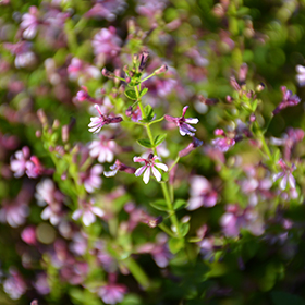 Plant Photo 2