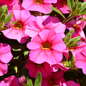 Plant Photo 6