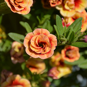 Plant Photo 8