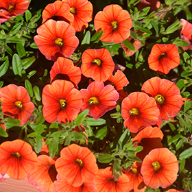Plant Photo 5