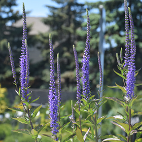Plant Photo 1