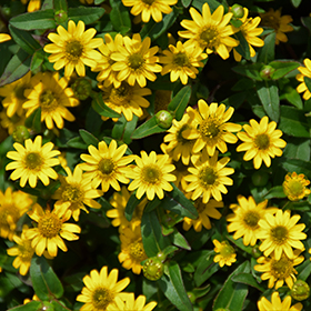 Plant Photo 7