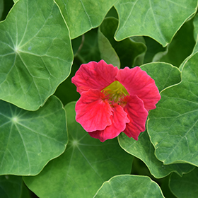 Plant Photo 8