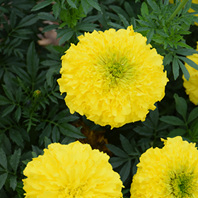 Plant Photo 2