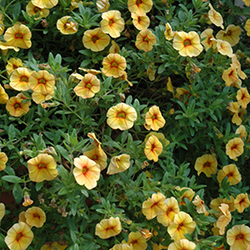 Plant Photo 10