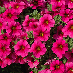 Plant Photo 8