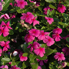 Plant Photo 7