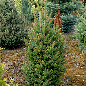 Plant Photo 7