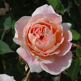 Plant Photo 7