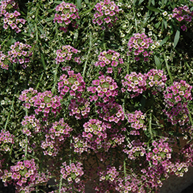 Plant Photo 2