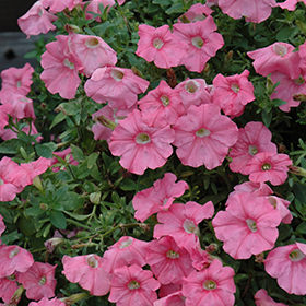 Plant Photo 1