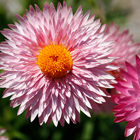 Plant Photo 1