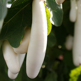 Plant Photo 2