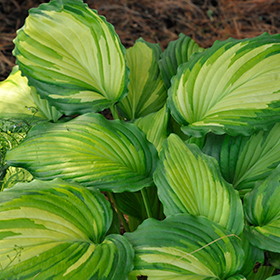 Plant Photo 10