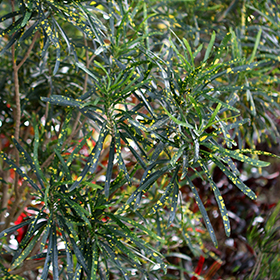 Plant Photo 6