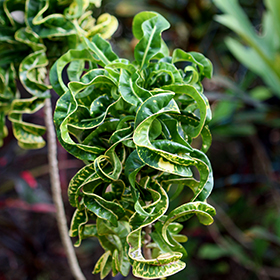 Plant Photo 7