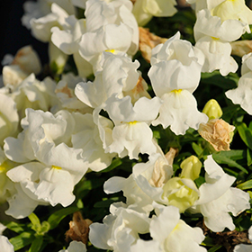Plant Photo 1