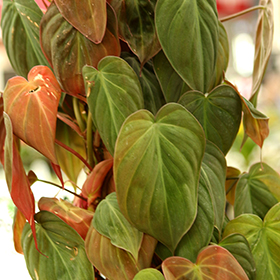 Plant Photo 9