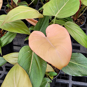 Plant Photo 2