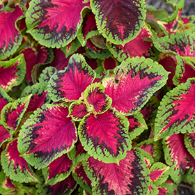 Plant Photo 2
