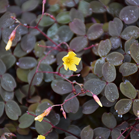 Plant Photo 5