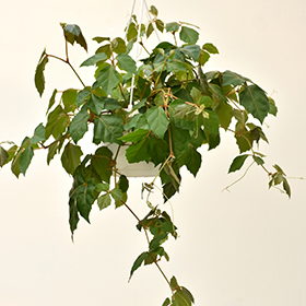 Plant Photo 2