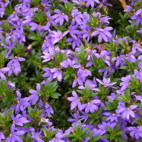 Plant Photo 3