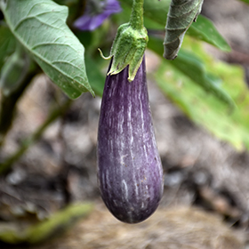 Plant Photo 1
