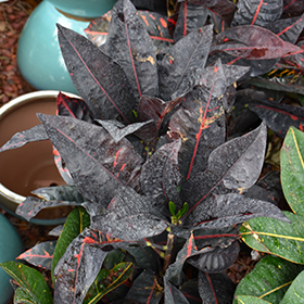 Plant Photo 4