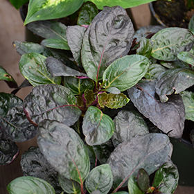 Plant Photo 3